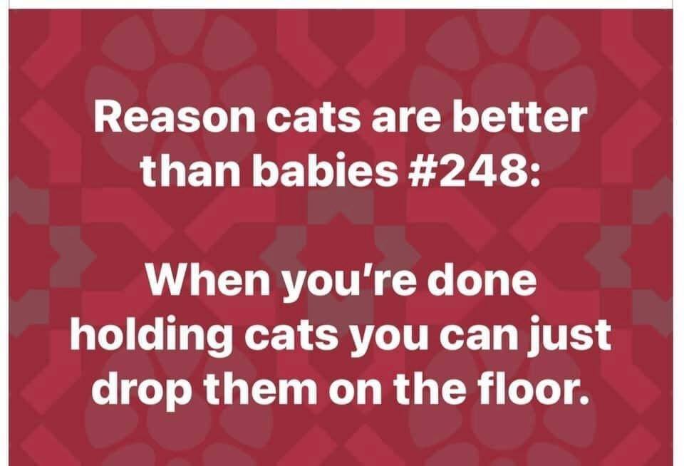 funny pictures - funny closed - Reason cats are better than babies When you're done holding cats you can just drop them on the floor.