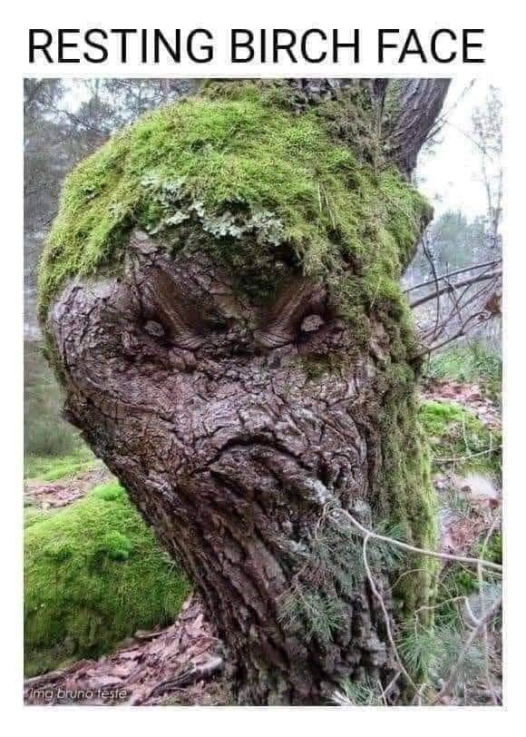 funny pictures - funny cool looking trees - Resting Birch Face img bruno feste