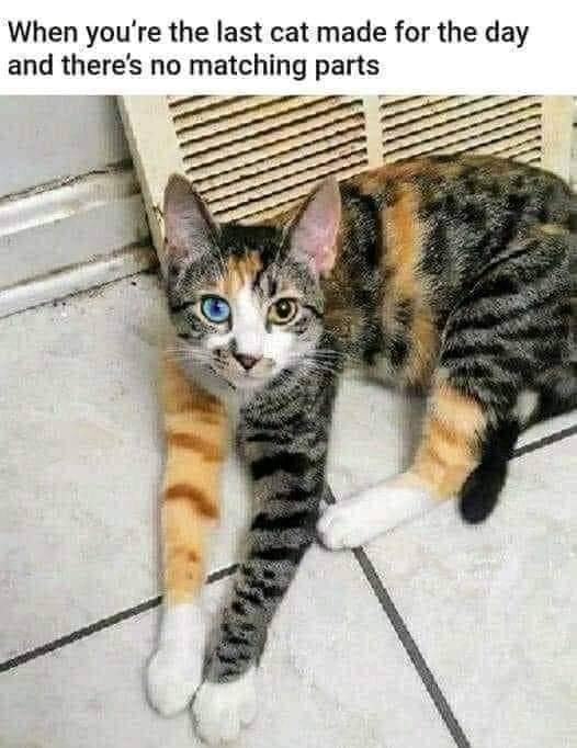 funny pictures - funny cat with mismatched socks - When you're the last cat made for the day and there's no matching parts me