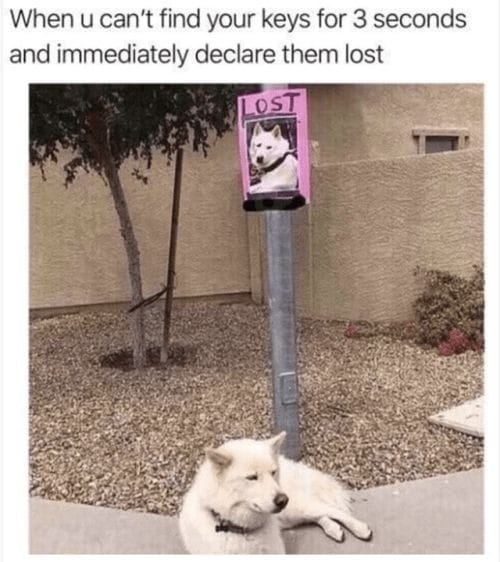 funny pictures - funny lost dog aren t we all - When u can't find your keys for 3 seconds and immediately declare them lost Lost
