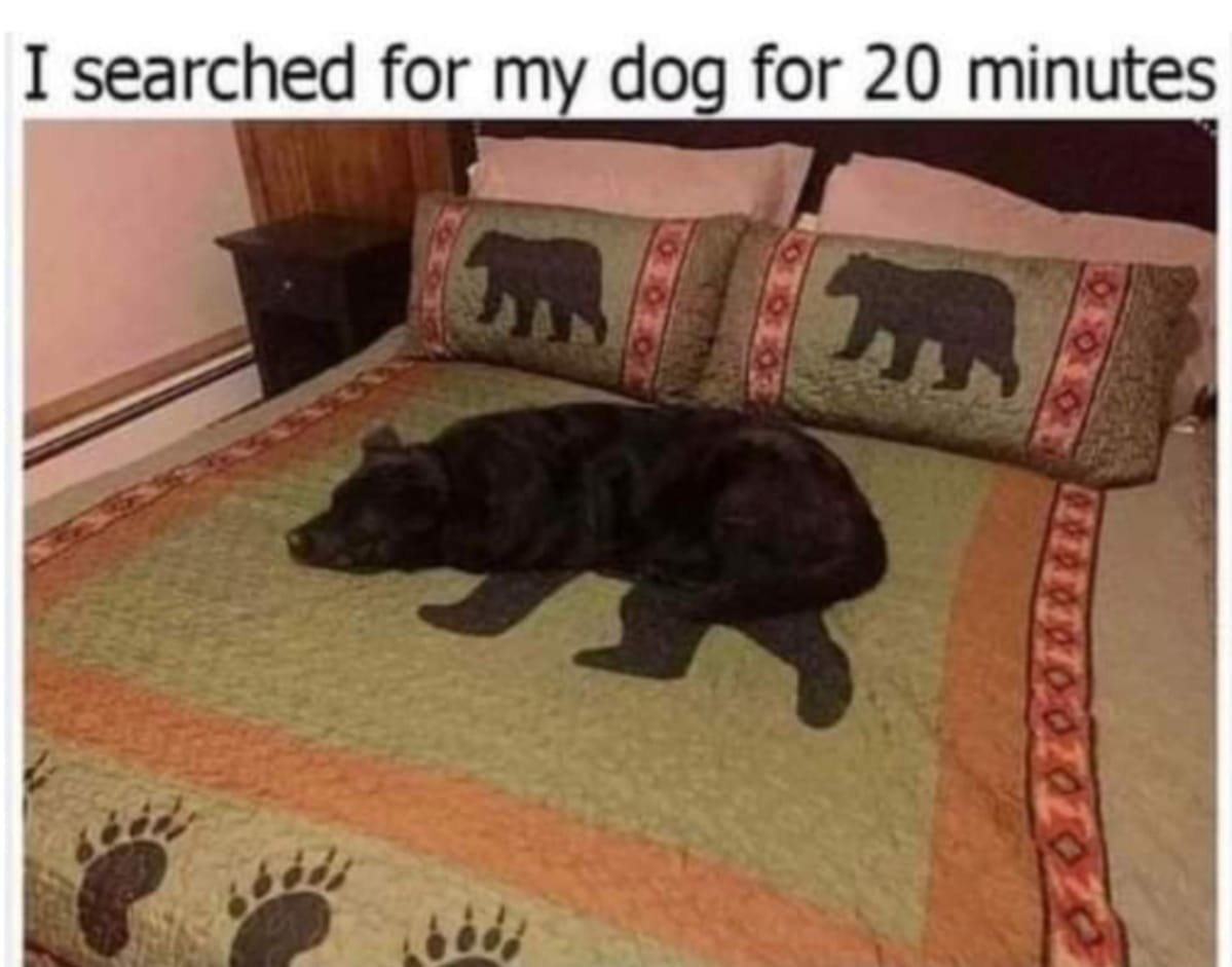 funny pictures - funny searched for my dog for 20 minutes - I searched for my dog for 20 minutes h 0000 180