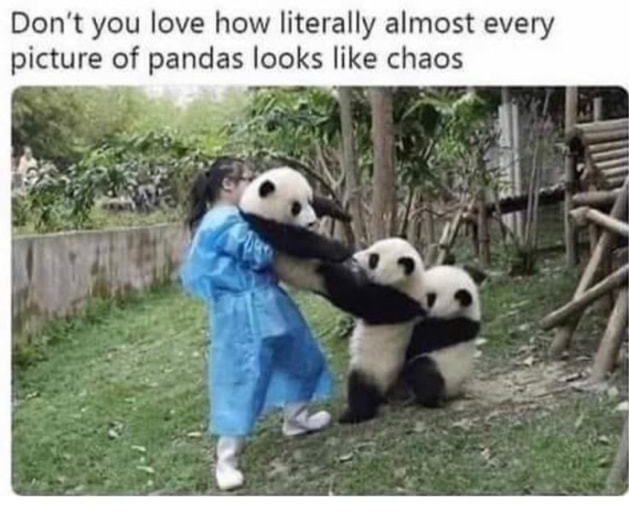 funny pictures - funny panda tug of war - Don't you love how literally almost every picture of pandas looks chaos