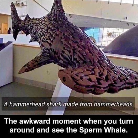 monday morning randomness - hammerhead shark made out of hammerheads - A hammerhead shark made from hammerheads The awkward moment when you turn around and see the Sperm Whale.
