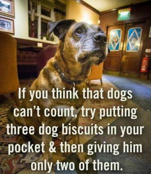 monday morning randomness - dogs humor - If you think that dogs can't count, try putting three dog biscuits in your pocket & then giving him only two of them.