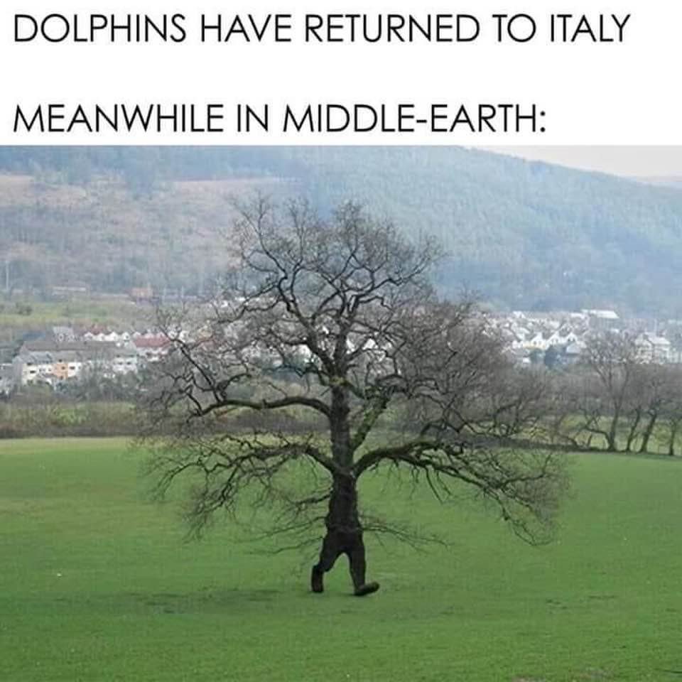 monday morning randomness - trees speaking meme - Dolphins Have Returned To Italy Meanwhile In MiddleEarth