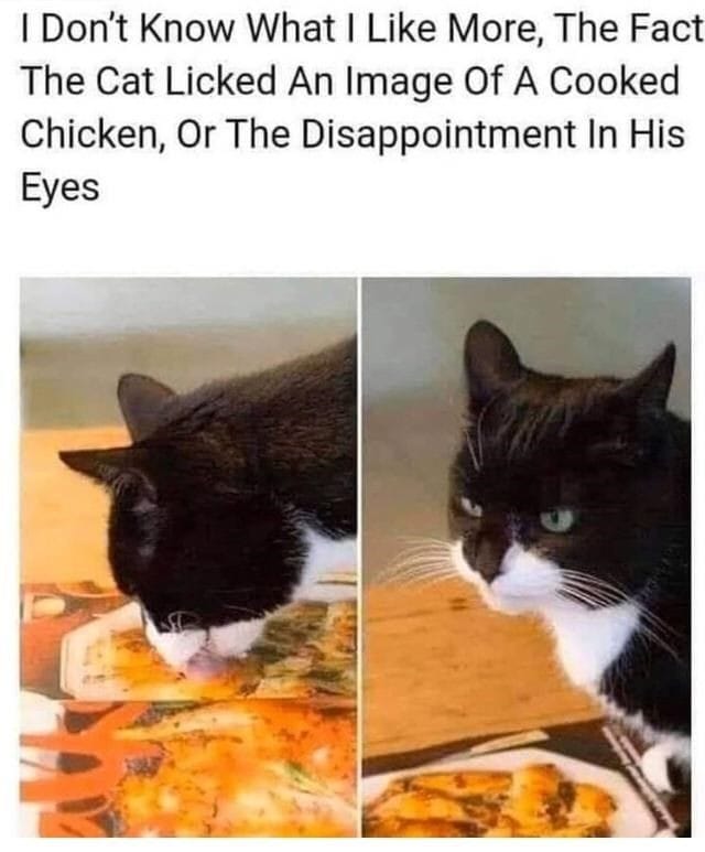 monday morning randomness - cat licking chicken - I Don't Know What I More, The Fact The Cat Licked An Image Of A Cooked Chicken, Or The Disappointment In His Eyes