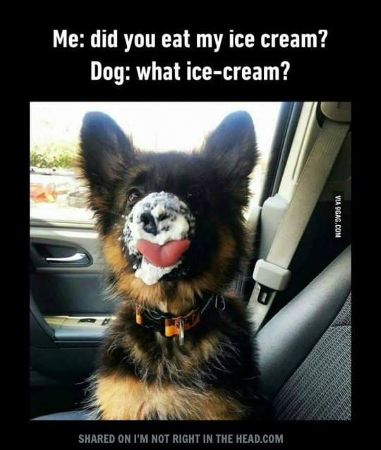 hot memes for summer - german shepherd puppy funny - Me did you eat my ice cream? Dog what icecream? d On I'M Not Right In The Head.Com Via 9GAG.Com