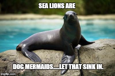 hot memes for summer - california sea lion - Sea Lions Are Dog Mermaids Let That Sink In. imgflip.com