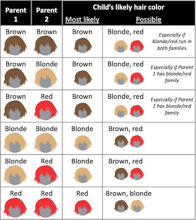 infographics - charts - colour hair will my baby have - Parent 1 Brown Parent 2 Brown Brown Red Brown Blonde Brown Blonde Blonde Blonde Red Red Red Most ly Brown Child's ly hair color Possible Brown Blonde Blonde Red Blonde, red Blonde, red Blonde, red Br