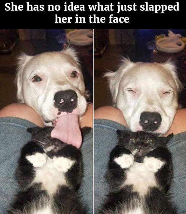 funny memes - dank memes - dog licking cat meme - She has no idea what just slapped her in the face
