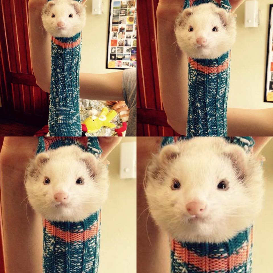 funny memes - dank memes - ferret with socks