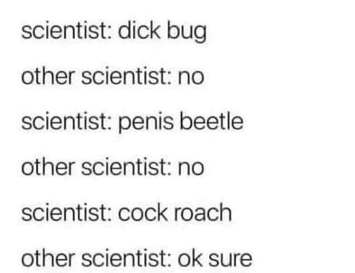 funny memes - dank memes - cockroach penis beetle - scientist dick bug other scientist no scientist penis beetle other scientist no scientist cock roach other scientist ok sure