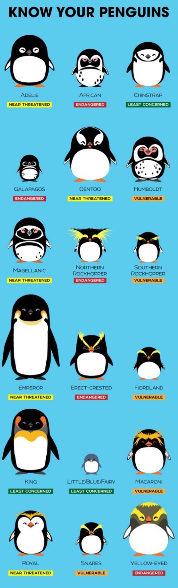 Cool Charts and Graphs - cartoon - Know Your Penguins Adelie Near Threatened Galapagos Endangered Magellanic Near Threatened Emperor Near Threatened King Least Concerned Royal Near Threatened African Endangered Gentoo Near Threatened Northern