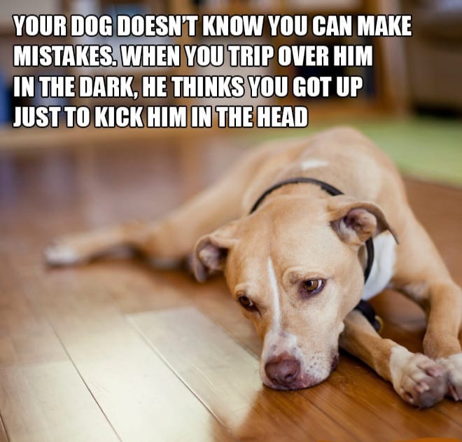 33 truths about pet parenting