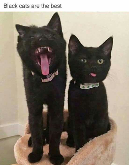 31 Black Cats