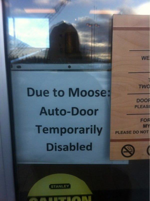 Oh man, I've got questions. How many times did the moose get in the store? What's it like to have this problem? The fear and PTSD has to be real.