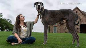 The tallest dog