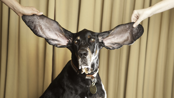 The longest ears on a dog