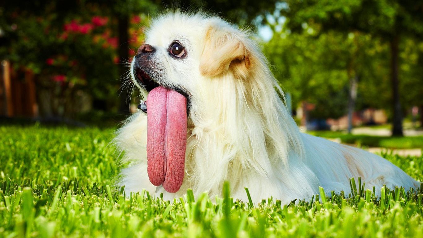 And this dog really laps his water with the longest tongue in the world