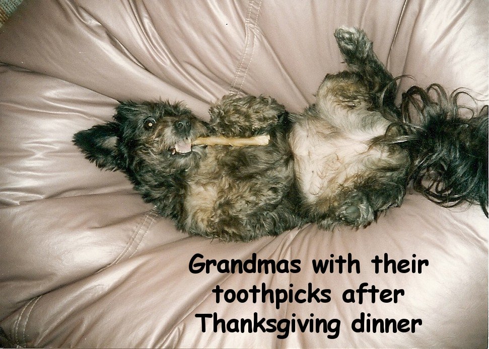 52 funny Thanksgiving Memes to get you through dinner