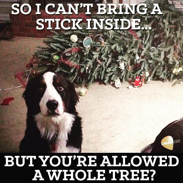 23 memes for Decorating the Christmas Tree