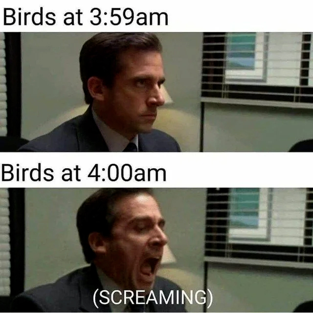 Birds have a worse schedule than my grandmother. 