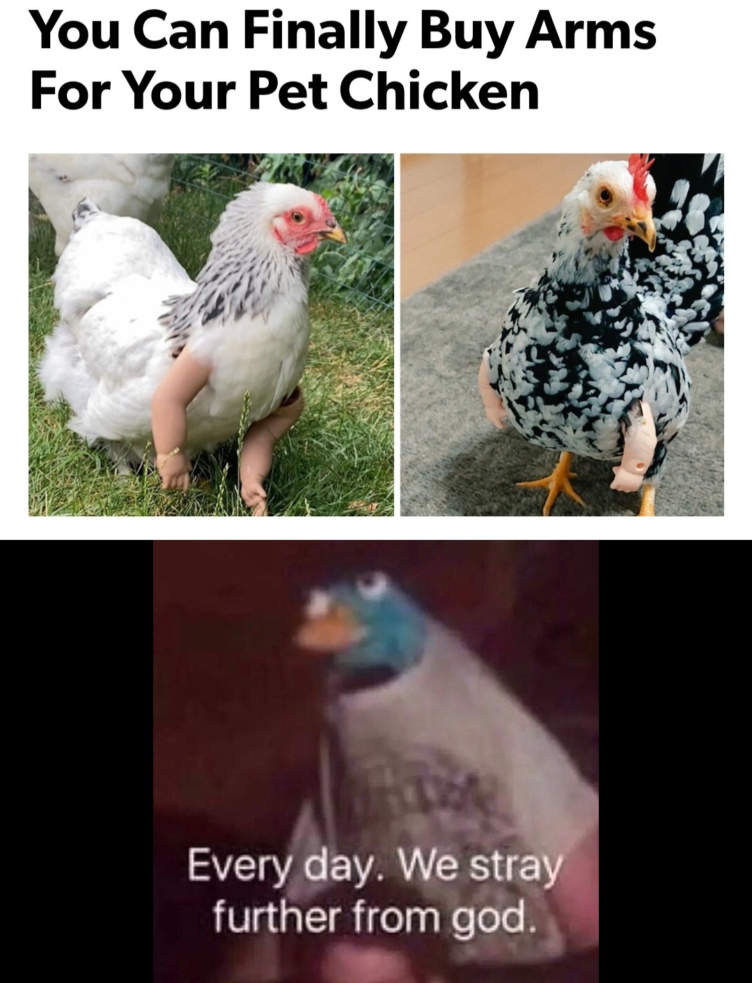 For the chicken people