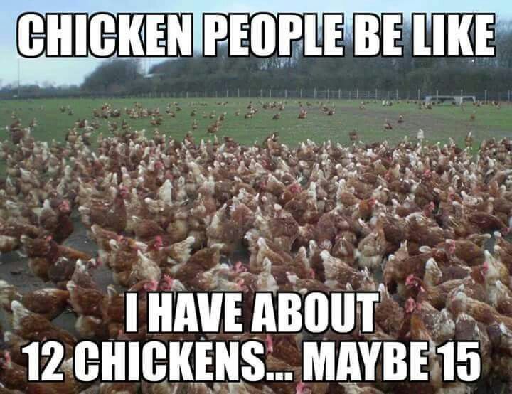 For the chicken people