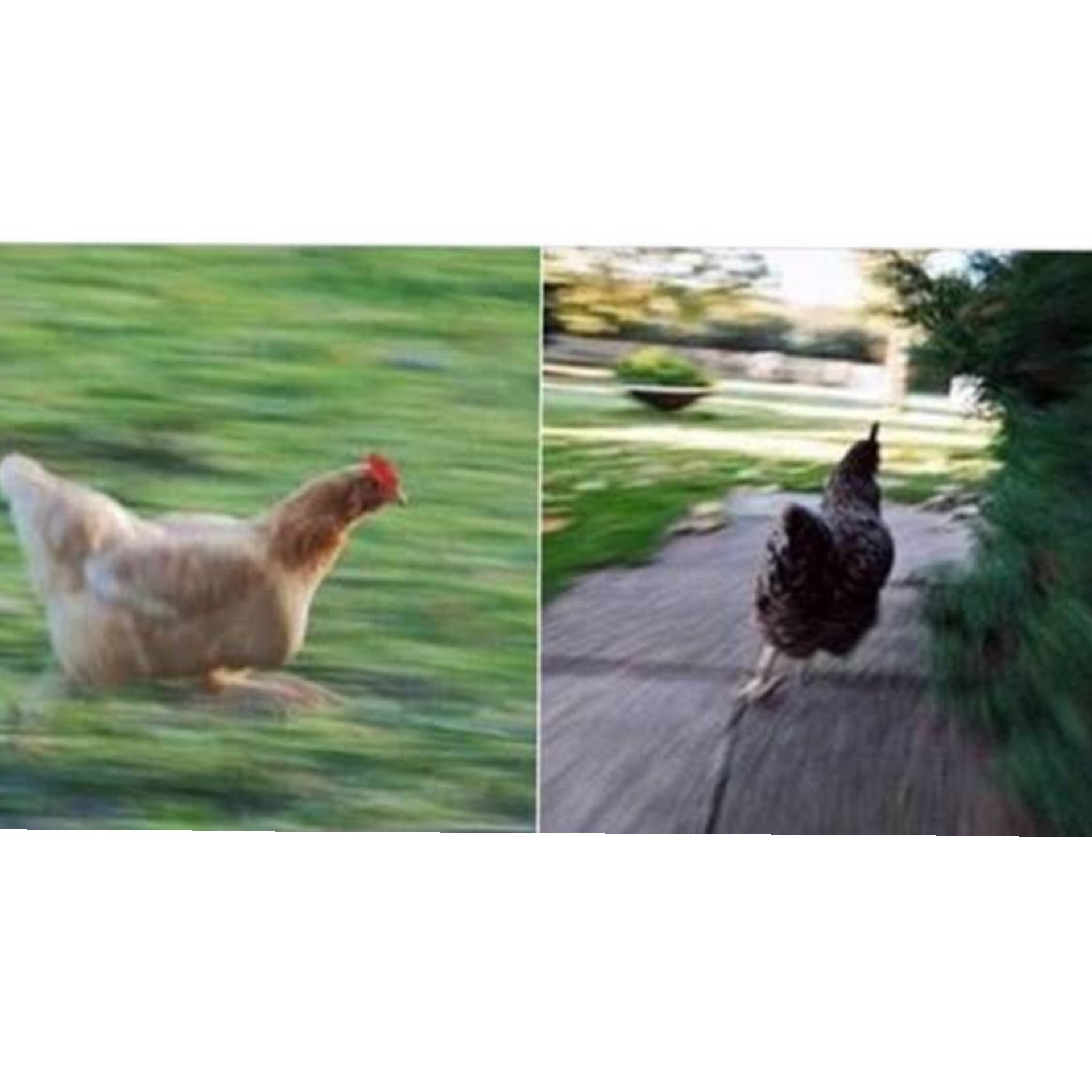 When chicken people hear of new chicken up for adoption.