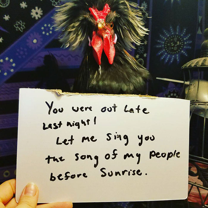 For the chicken people