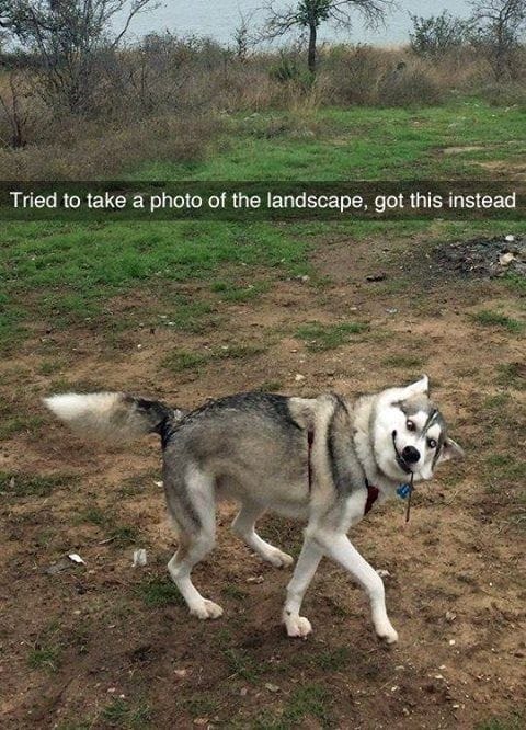 27 undeniably happy wholesome posts to share