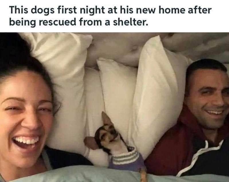 27 undeniably happy wholesome posts to share