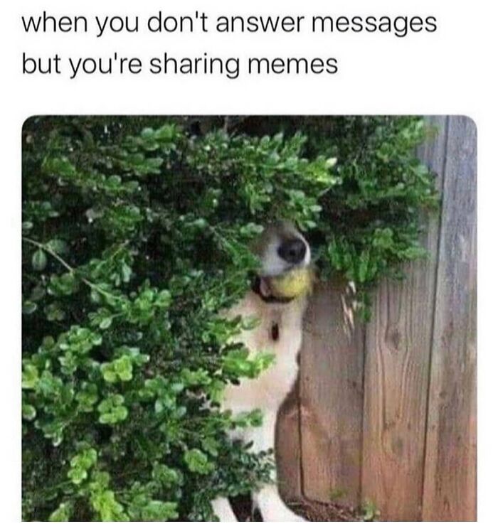memes about internet life and culture -  fauna - when you don't answer messages but you're sharing memes