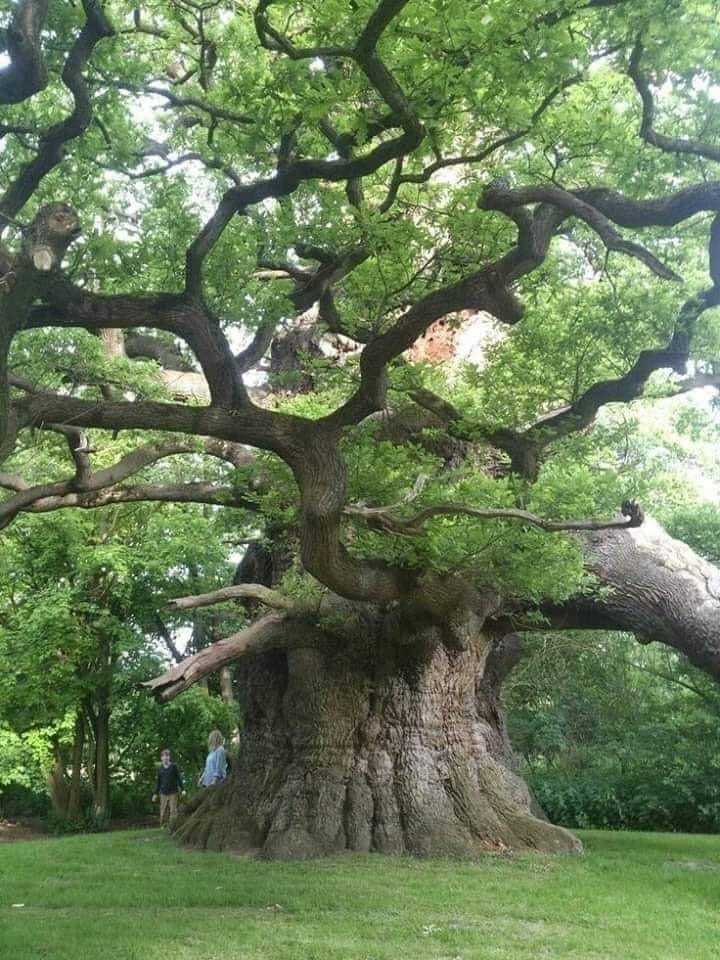 This is an 800 year old oak