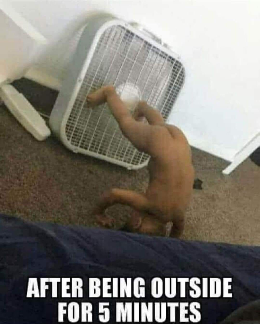 Surviving the heatwave, a collection of meme-orable melt downs