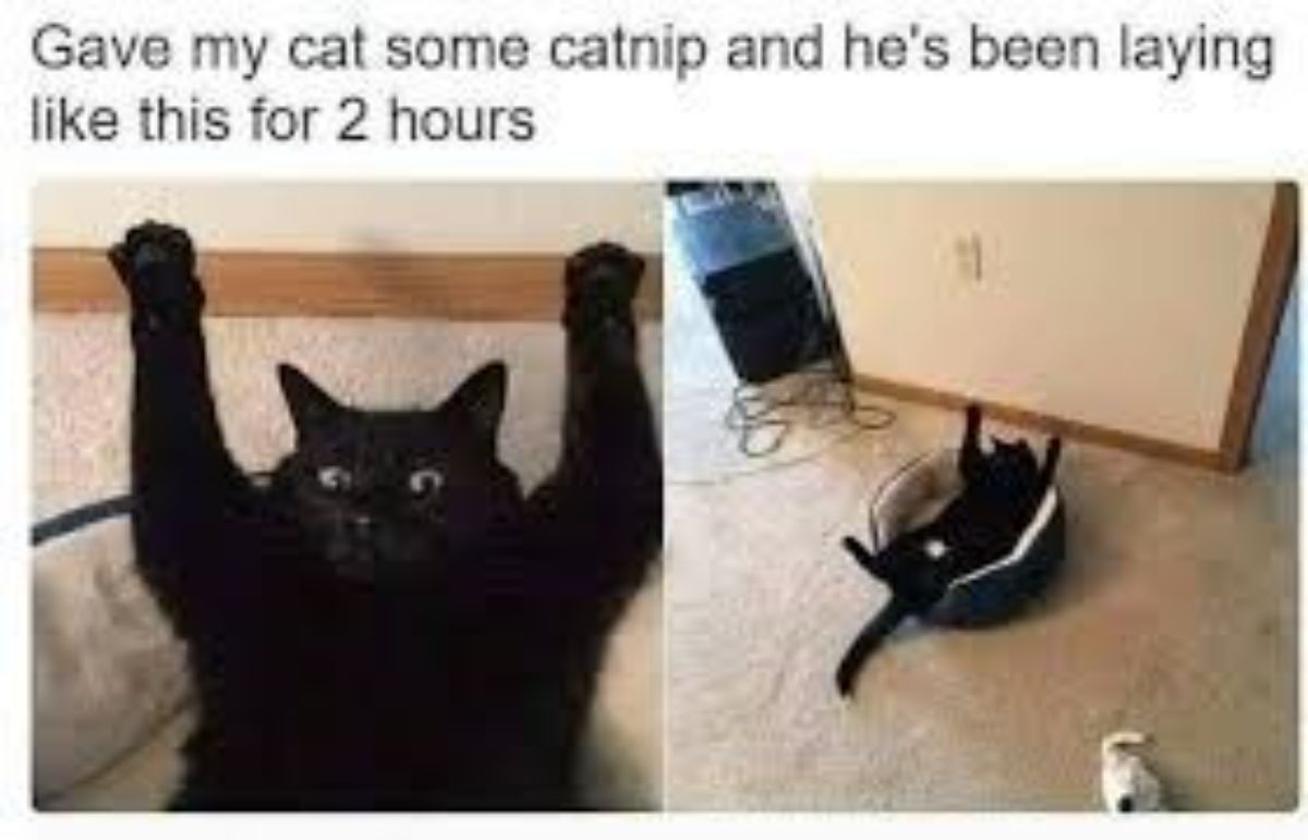 A Cat-astrophe of Memes