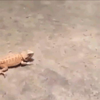 lizard running gif