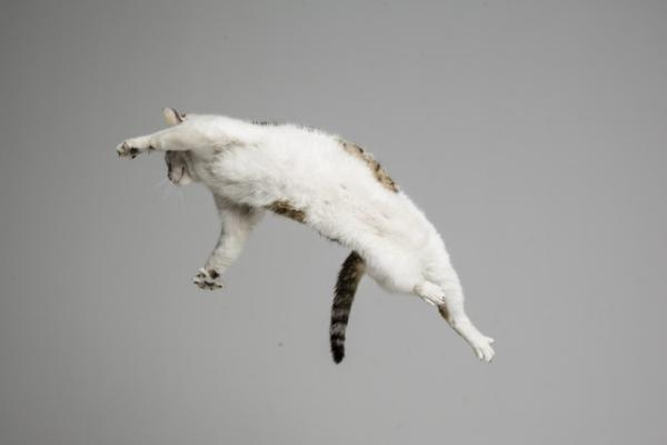 Cats do not always land on their feet. Cats do have great reflexes which allow them to maneuver their bodies very quickly. If the fall is short enough though they don’t have enough time to adjust and can fall on their faces as well as anyone.