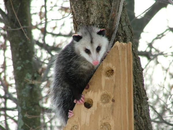 comfy opossum