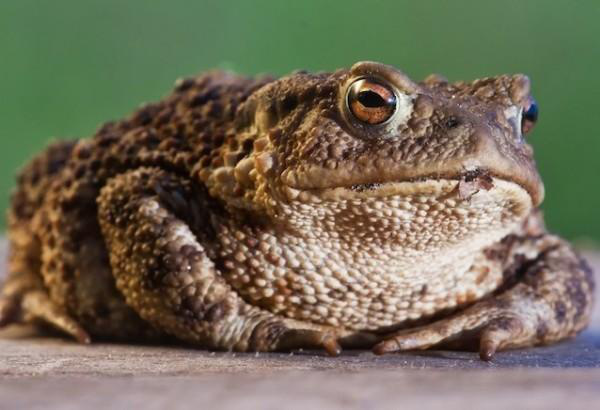 Touching a toad does not give you warts. Warts are caused by the human papilloma virus. Toads do not have anything to do with it.