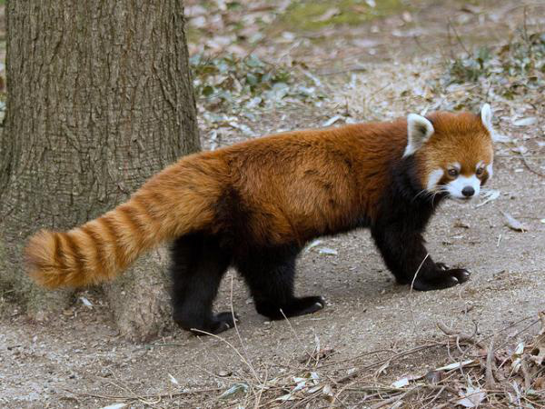 adorable red panda