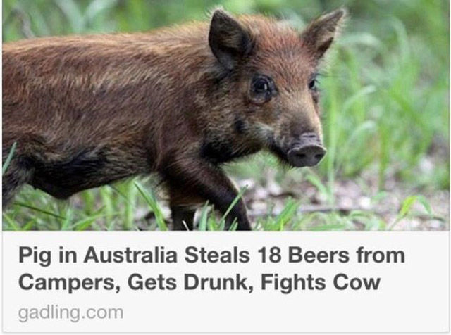 pig gets drunk fights cow - Pig in Australia Steals 18 Beers from Campers, Gets Drunk, Fights Cow gadling.com