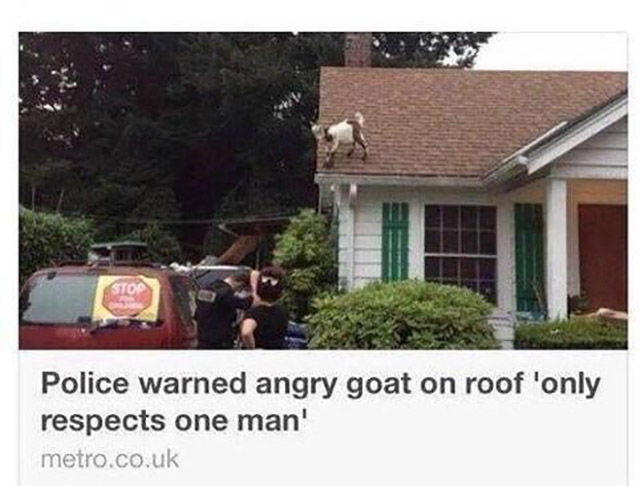 goat only respects one man - Police warned angry goat on roof 'only respects one man' metro.co.uk