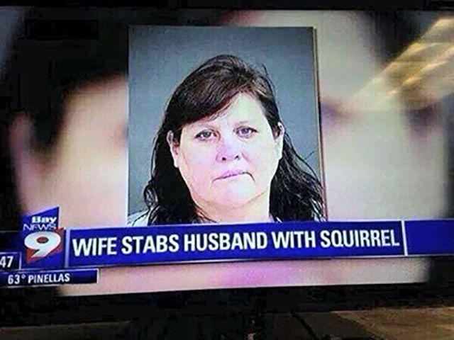 wife stabs husband with squirrel news - Wife Stabs Husband With Squirrel 63 Pinellas