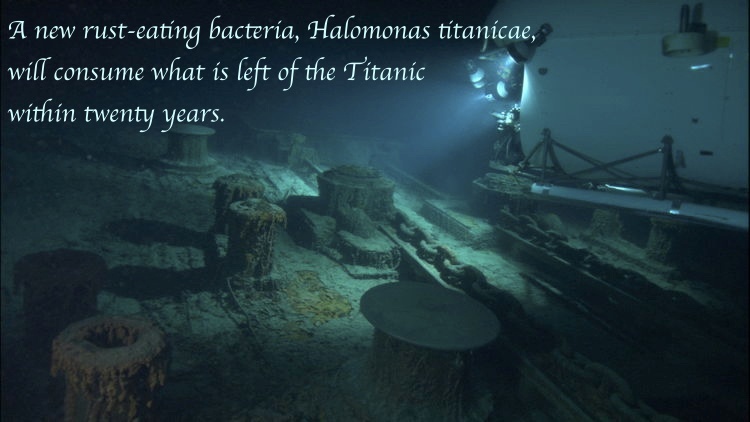ghosts of the abyss - A new rusteating bacteria, Halomonas titanicae, will consume what is left of the Titanic within twenty years.