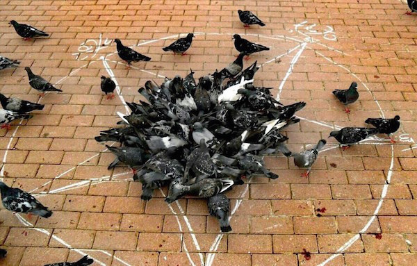 satanic pigeons - 11