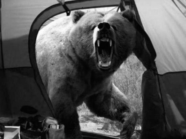 grizzly bear tent