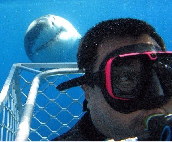 shark selfie