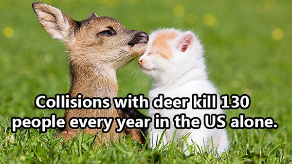 cute precious animals - Collisions with deer kill 130 people every year in the Us alone.