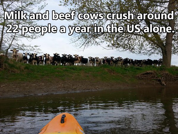 cheesus christ meme - Milk and beef cows crush around 722 people a year in the Us alone.